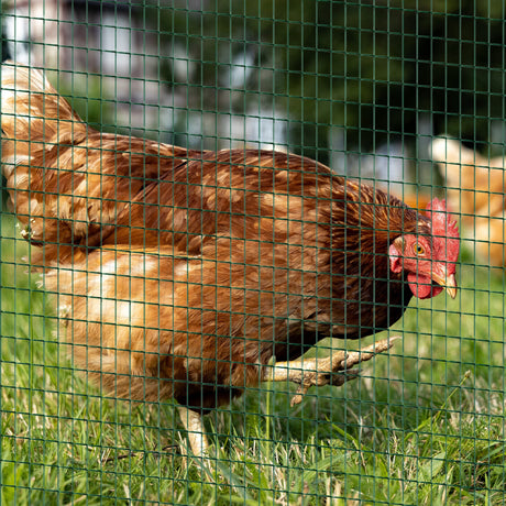 PVC Coated Welded Wire Mesh Fencing Chicken Poultry Aviary Fence Run Hutch Pet Rabbit 30m Dark Green-1
